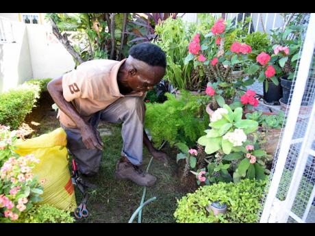 Amputee Donald Taylor, who does gardening for a living, tending to some flowers and hedges in Westchester in Portmore, St Catherine, yesterday.