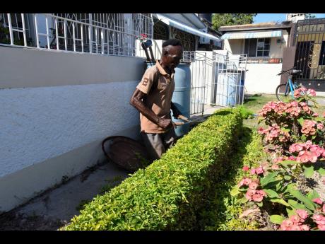 One-legged gardener Donald Taylor trims some hedges at a home in Westchester in Portmore, St Catherine, yesterday. Residents of the area hail him as the best gardener in Portmore.