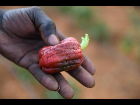 Farmer Hansle Peart holds a sweet pepper on his  farm which has been ravaged by drought. Farmers in Manchester have faced one of the most severe droughts they have seen in their lifetime coupled with the COVID-19 disease.