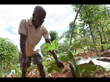 Sixty-year-old James Ferguson of Cherry in St Catherine tending to crops on his farm on Thursday as he spoke about some challenges he daces as a small farmer.