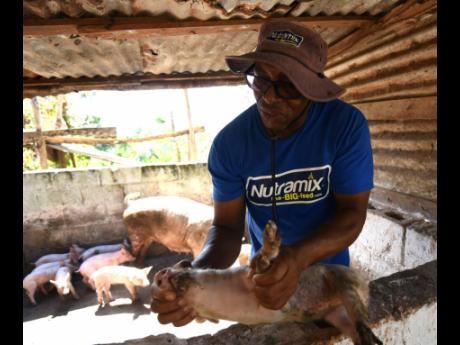 Long-time farmer Neville Grant, from Dover in St Catherine, examining one of his piglets on Thursday. Grant, who specialises in mixed livestock farming, has a number of cows, pigs and layer hens on his farm. This has being his way of life from he was 12 ye