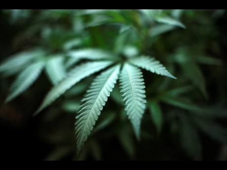 Marijuana plant.