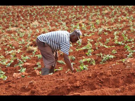 Mirthen Richards, 68, of Berry Hill, Manchester, plants potatoes on reclaimed land. He employs several persons to help in planting and reaping. Richards hopes that more mined-out lands could be restored for farming.