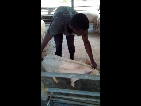 College of Agriculture, Science and Education student Rayon Gayle measuring a pig.