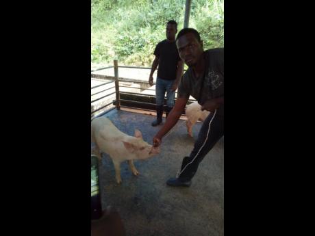 Rayon Gayle, a student of the College of Agriculture, Science and Education, securing a pig for treatment.