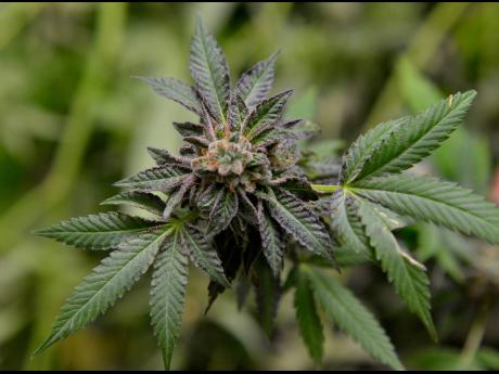 There are fears that Jamaica will be left behind in the medicinal marijuana market.