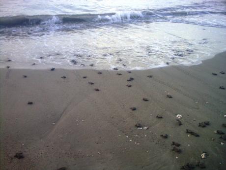 Turtle hatchlings moving into the sea.