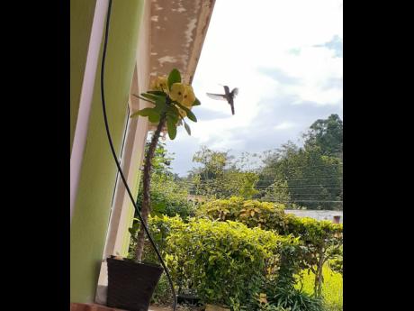
A visit by the Hummingbird – photo  taken from the verandah in Alexandria, St. Ann, on February 22, 2021.