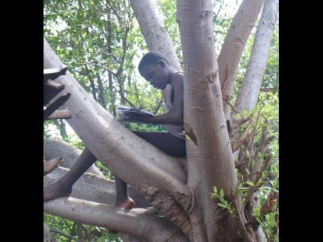
John-J Williams sitting on the tree, where he normally reads for school at his home in Schoolfield, St Elizabeth.