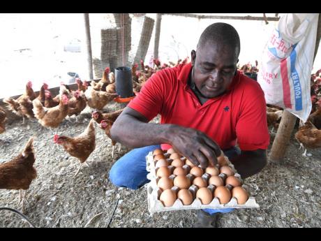 Rudolph Brown/Photographer
Wayne Thomas, owner of WT Feed Store in Kitson Town, St Catherine, picking up eggs while speaking to the media about rising production costs.