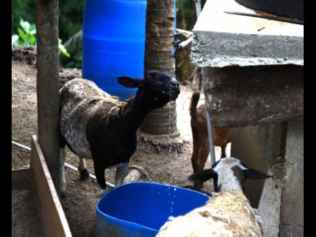 Goats drink water from a pipe in the community of Williamsfield, St Catherine. 