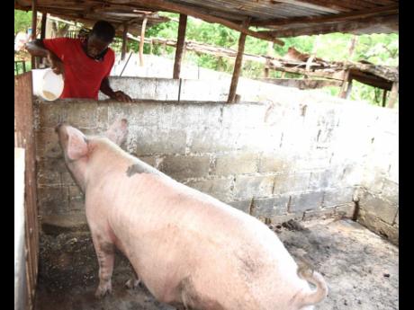 Noel Grant, a farmhand, feeds a pig in Kitson Town, St Catherine, on Thursday. He is concerned about the steady increase in feed prices.
