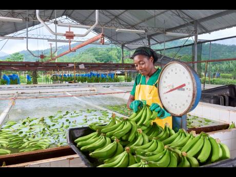Jamaica Producers’ interests include agri-business, port terminal operations and food and drink production.