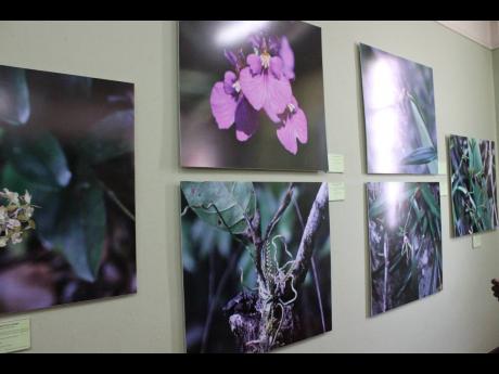 
In this 2016 photograph, varieties of orchids are showcased at the Natural History Museum of Jamaica.