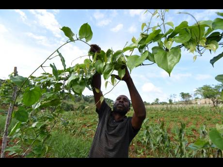 Anthony Gordon tends to yam vines on Councillor Ian Bell’s farm in Beecher Town, St Ann.