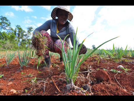 Sophia Johnson removes weeds from scallion field on Councillor Ian ‘Trumpet’ Bell farm in Beecher Town, St Ann.