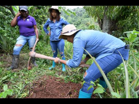 Debbie Bissoon digs the hole for the coffee seedling using a pickaxe, while Patricia Fender and Rebecca Bissoon look on. 