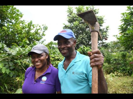 Husband and wife duo, Patricia and Derrick Fender, own a coffee farm in Freetown district, Woodford, in the hills of St Andrew.