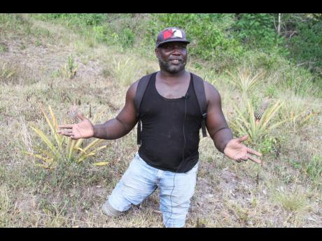 Andrew Nelson of Simon in Clarendon, is rising above his challenges and pursuing pineapple farming as a means of earning a living.