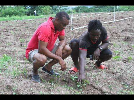 Detective Sergeant Shamel Russell (left) watches as William Thomas tends to the crops on his farm in Danks Savoy, Clarendon.