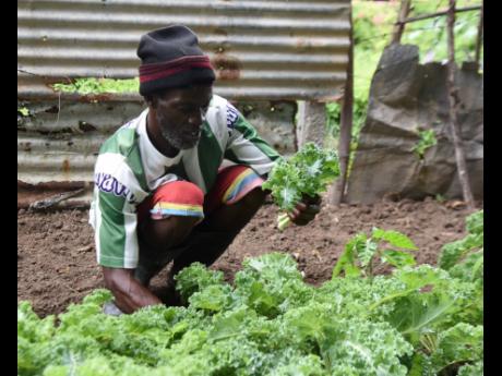 Jenore Graham cultivates kale at his farm in Church Pen, St Catherine.