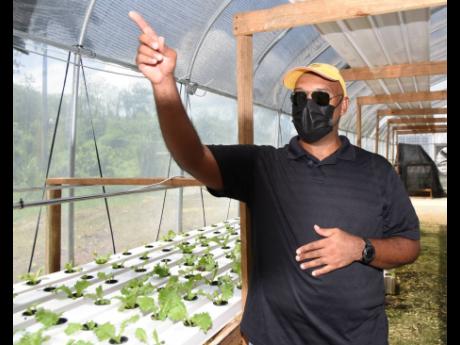 Lorne Green, manager at Bella’s Farm in Bog Walk, St Catherine, talks about the virtues of greenhouse hydroponic cultivation. 