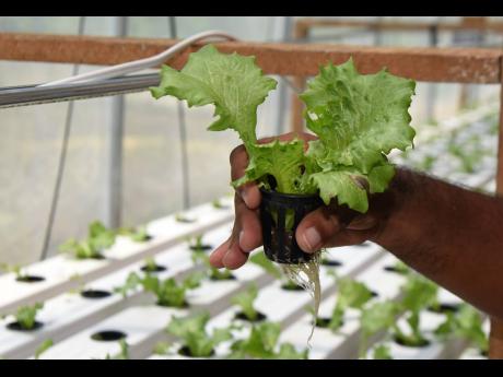 Hydroponic cultivation ensures greater yields for lettuce farmers at Bella’s.