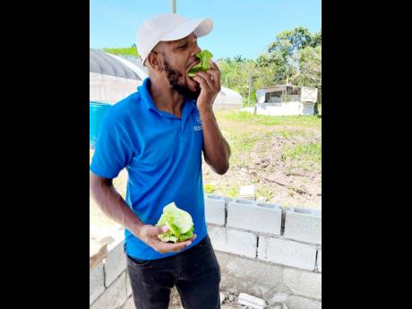 Bryan Francis samples produce from his lettuce farm in Bog Walk, St Catherine.
