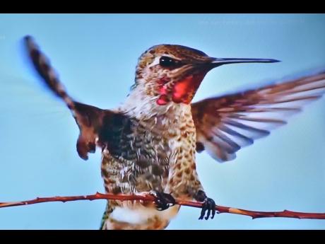 Moo Young said staying home hashelped him to discover a new source of images. He captured this hummingbird from his television screen. 