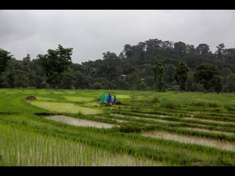 Indian farmers wear raincoats as they tend to their paddy fields in Dharmsala, India, Monday, July 19, 2021. India was one of the perceived rising stars in the Asian economic landscape.