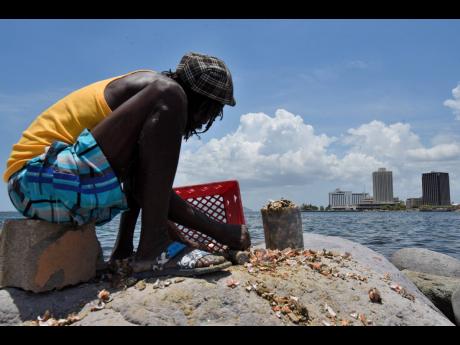 William Hill, fisherman gets conch ready for the market at the Southside fishing beach in Central Kingston.