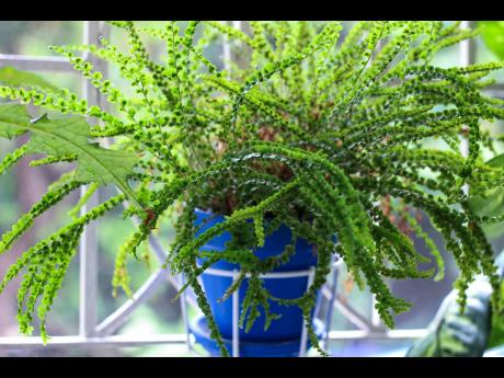 The button fern is beautiful when it receives proper care. It loves water but does not like soggy soil. It also does not thrive in direct sunlight.