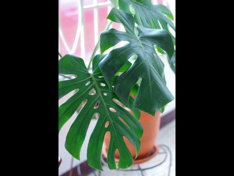 The Monstera are common house plants that can brighten up an entire space. 