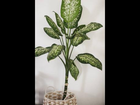 The Dieffenbachia amoena or ‘dumb cane’ is beautiful and survives indoors. However the story behind every plant is important, this one has a poisonous extract and is not recommended in homes with children and pets. 