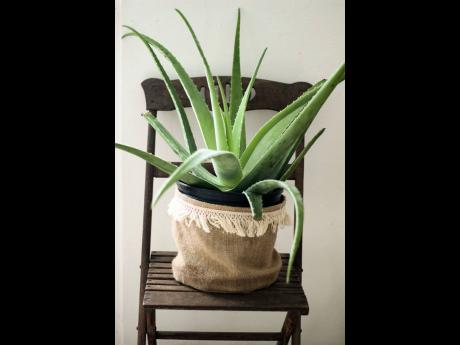 Every Jamaican should have an Aloe Vera plant at home and it can add to the aesthetic by the way it is potted and presented, like this is, on an old wooden chair purchased at a yard sale.