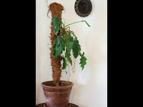 The Philodendron Xanadu is a large, compact, easy to grow plant but can be better trained with moss sticks.