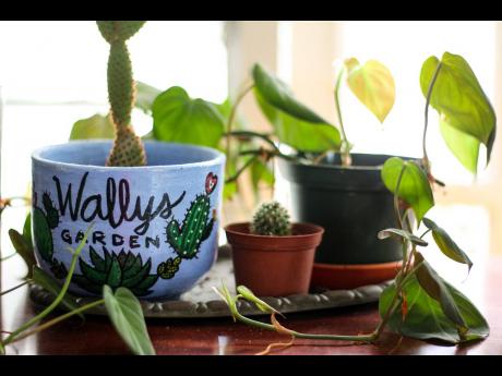 Wally’s Garden does not have many succulents, but he does have small ones like this cactus planted in a personalised teacup pot.