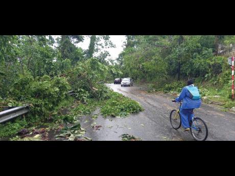 Trees felled by the gusts of Tropical Storm Grace littered several roadways in Portland on Tuesday.