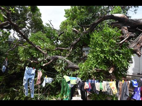 This home on Mark Lane was destroyed by a mango tree that came crashing down.