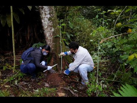 
Farmer Sandra Simbana and tour guide Juan Garcia extract soil samples to be analysed in a laboratory as they assist scientists in collecting plant samples to extract its DNA as part of the Barcode Galapagos project in the island of San Cristobal, Galapago