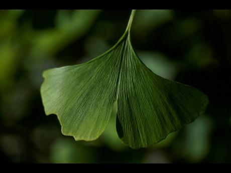 
A distinctive fan-shaped ginkgo leaf in the Fossils Atmospheres Project is seen in the morning sun at the Smithsonian Research Center in Edgewater, Md., Tuesday, May 18, 2021. “Ginkgo is a pretty unique time capsule,” said Peter Crane, a Yale Universi