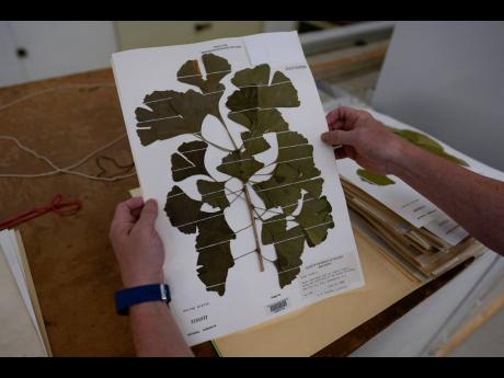 Rich Barclay, Smithsonian research geologist and Director of the Fossil Atmospheres Project, holds a display of ginkgo leaves taken from a tree in S.W. Washington D.C., in 1988.