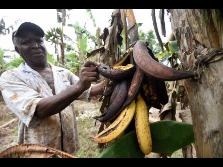 David Brown, a farmer in Portland, shows plantains that are rotting on the tree.  He says he has lost nearly 30 per cent of his crops from Tropical Storm Grace and lack of sales. He said the storm destroyed about  20 per cent of his bananas, which are now 