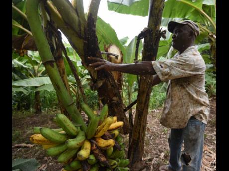 David Brown checks bananas that are rotting on the trees after Tropical Storm Grace ravaged his farm.