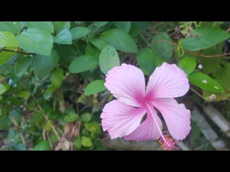 
Colours of nature – a pink hibiscus in bloom.