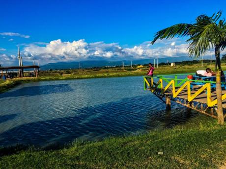 
Cool blues – shades of serenity. Photo at Dacosta Farm, Old Harbour, St Catherine
