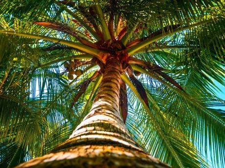 Coconut trees dot the beach and not only help to reduce erosion, but provide refreshing libations for guests.