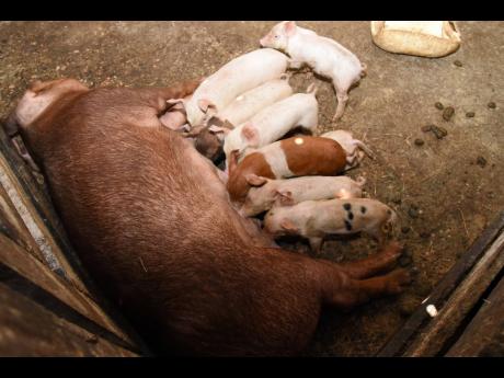 Piglets suckle their mother at a farm in Kingston on Saturday. Stakeholders in the pig industry have warned of a looming shortage of pork that could extend into Christmas.