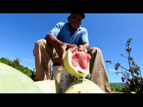 Curtis Binns, a watermelon farmer in the Comma Pen area of Junction, St Elizabeth, shows the inside of some of his produce which have failed to mature properly. Tests are being carried out to determine the cause of the problem, which has affected several f