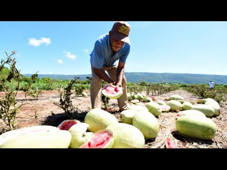 Watermelon farmer Curtis Binns examines the inside of some of his spoilt fruits as he tallies up losses from a mystery disease affecting the crop.